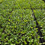 팜모닝 기타작물·영농일지 게시글 이미지