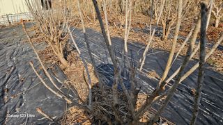 염봉섭님의 기타작물 · 영농일지 작성글 사진