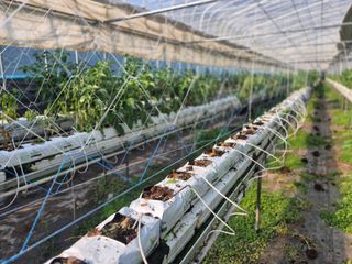 늘햇살팜 님의 기타작물 · 영농일지 작성글 사진