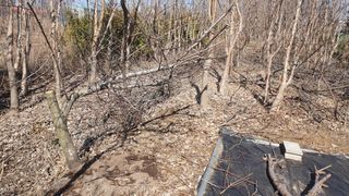 송완춘님의 복숭아 · 영농일지 작성글 사진