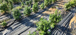 이정현님의 기타작물 · 영농일지 작성글 사진