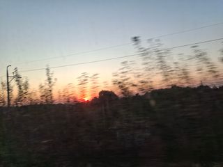 엄순모사선대농장님의 두릅 · 영농일지 작성글 사진