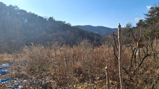 수기님의 두릅 · 영농일지 작성글 사진