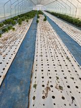 팜모닝 상추·영농일지 게시글 이미지