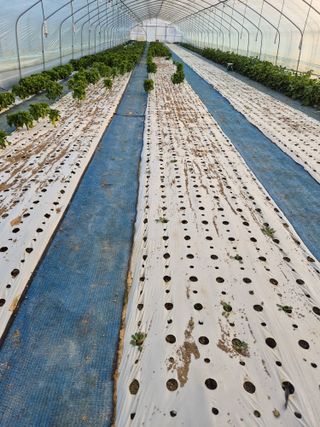 농민님의 상추 · 영농일지 작성글 사진