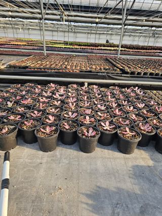 신상섭님의 기타작물 · 영농일지 작성글 사진