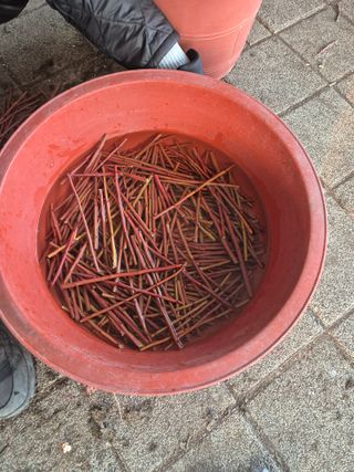 가야베리팜님의 블루베리 · 영농일지 작성글 사진