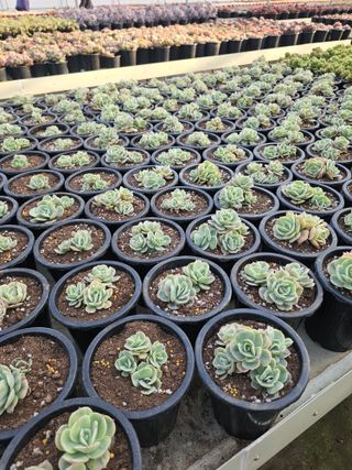 신상섭님의 기타작물 · 영농일지 작성글 사진