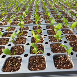 이성원님의 기타작물 · 영농일지 작성글 사진