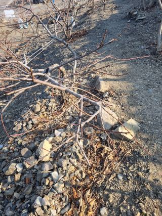 김용대님의 복숭아 · 영농일지 작성글 사진