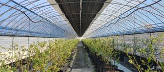 류근택님의 블루베리 · 영농일지 작성글 사진