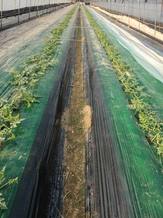 김동식님의 기타작물 · 영농일지 작성글 사진