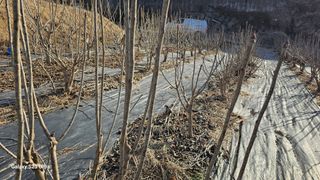 염봉섭님의 기타작물 · 영농일지 작성글 사진