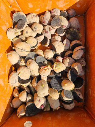 연모 자연의행복님의 기타작물 · 영농일지 작성글 사진