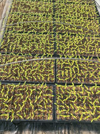 김선순(공룡자색마)님의 고추 · 영농일지 작성글 사진