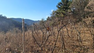 수기님의 두릅 · 영농일지 작성글 사진