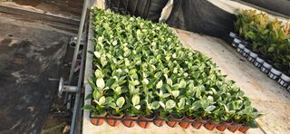 두릅나무15847님의 기타작물 · 영농일지 작성글 사진