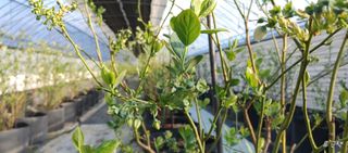 류근택님의 블루베리 · 영농일지 작성글 사진