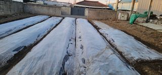 道泉님의 마늘 · 영농일지 작성글 사진