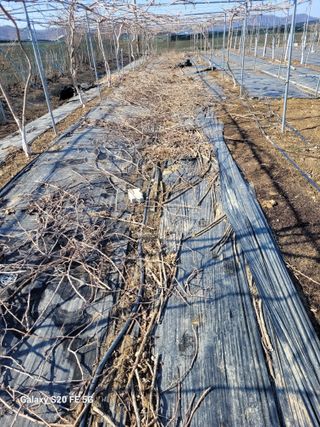 조상연님의 기타작물 · 영농일지 작성글 사진