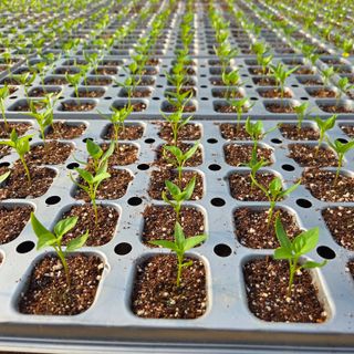 이성원님의 고추 · 영농일지 작성글 사진