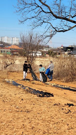 로만아빠님의 배추 · 영농일지 작성글 사진
