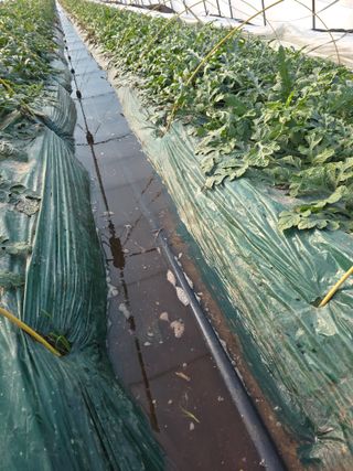 박진호님의 기타작물 · 영농일지 작성글 사진