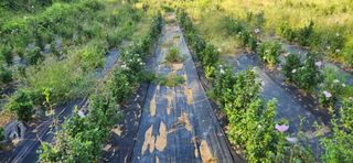 이정현님의 기타작물 · 영농일지 작성글 사진