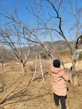 팜모닝 감·영농일지 게시글 이미지