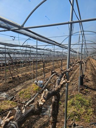 드라곤해드님의 포도 · 영농일지 작성글 사진