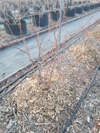 박치문님의 블루베리 · 영농일지 작성글 사진