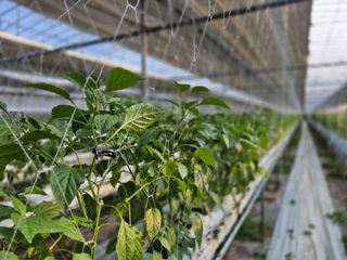 늘햇살팜 님의 기타작물 · 영농일지 작성글 사진