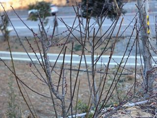 정정치님의 매실 · 영농일지 작성글 사진