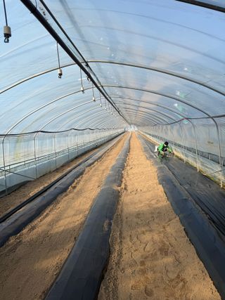 곰근이네흙밭님의 상추 · 영농일지 작성글 사진