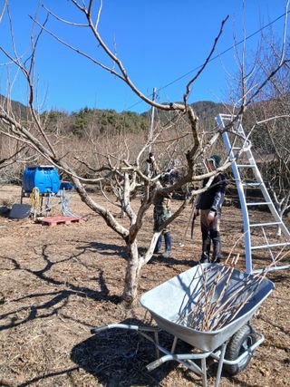 향양농장 사랑합니다님의 감 · 영농일지 작성글 사진