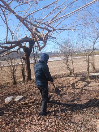 최연태님의 기타작물 · 영농일지 작성글 사진