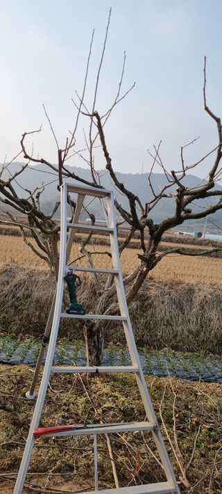 감자16674님의 감 · 영농일지 작성글 사진