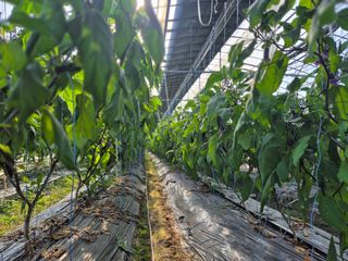 늘햇살팜 님의 기타작물 · 영농일지 작성글 사진