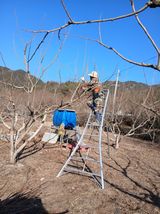 팜모닝 감·영농일지 게시글 이미지