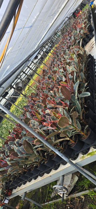 두릅나무15847님의 기타작물 · 영농일지 작성글 사진