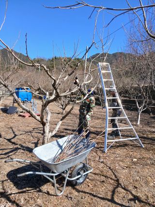 향양농장 사랑합니다님의 감 · 영농일지 작성글 사진