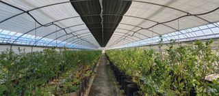 류근택님의 블루베리 · 영농일지 작성글 사진