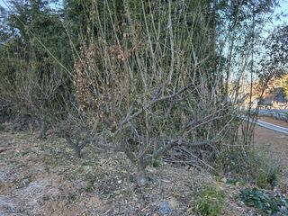정정치님의 매실 · 영농일지 작성글 사진