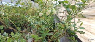 류근택님의 블루베리 · 영농일지 작성글 사진