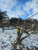 팜모닝 감·영농일지 게시글 이미지