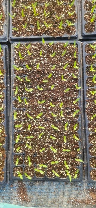 남기탁 님의 고추 · 영농일지 작성글 사진