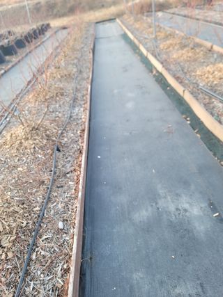 박치문님의 블루베리 · 영농일지 작성글 사진