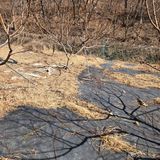 팜모닝 복숭아·영농일지 게시글 이미지