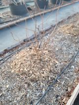 팜모닝 블루베리·영농일지 게시글 이미지