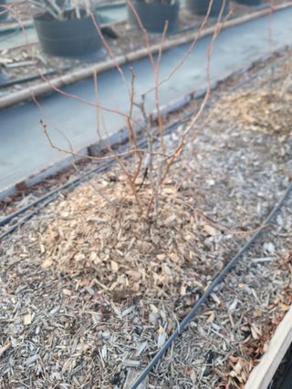 박치문님의 블루베리 · 영농일지 작성글 사진